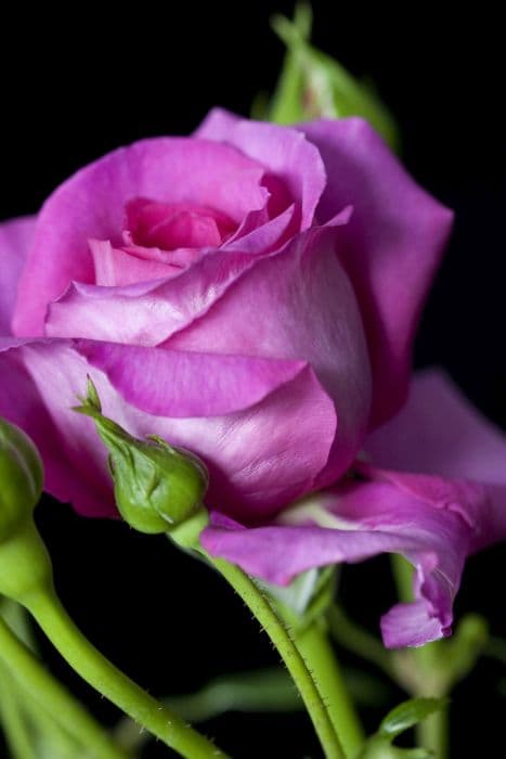 rose [Claire Marshall]
