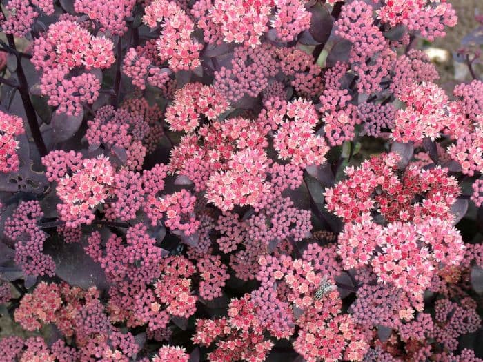 orpine 'Karfunkelstein'