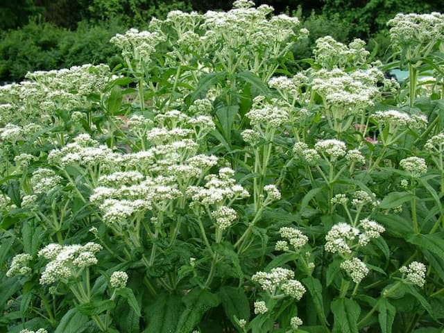 American boneset