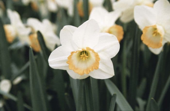 daffodil 'Rainbow'