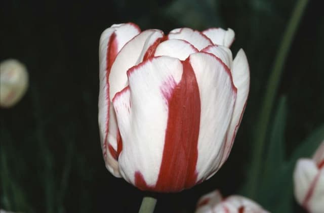 Tulip 'Union Jack'