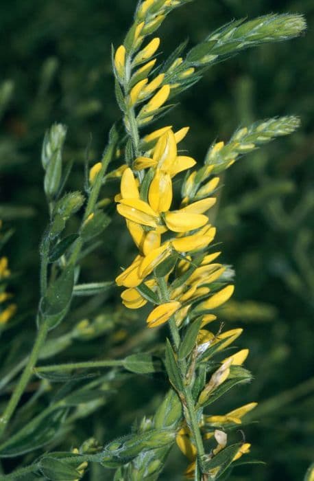 Dyer's greenweed 'Royal Gold'