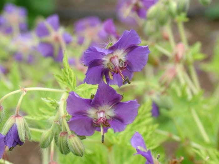 dusky cranesbill 'Margaret Wilson'