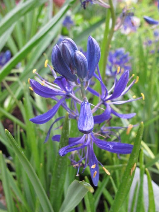 common camassia