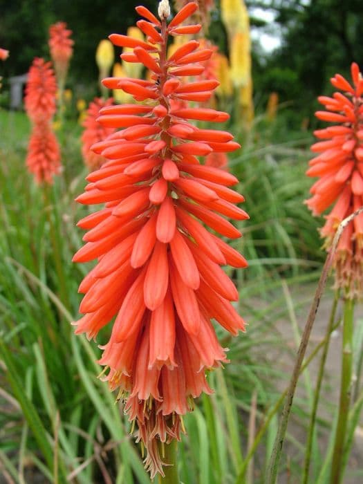 Red-hot poker 'Wol's Red Seedling'