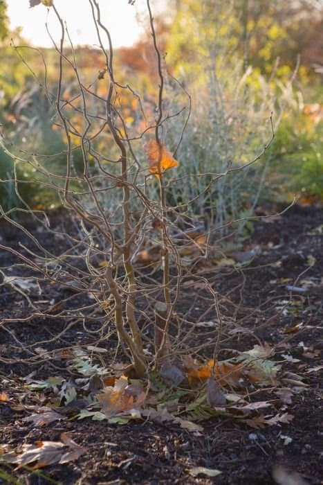 Silver Birch 'Spider Alley'