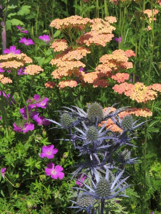 sea holly Dove Cottage hybrid