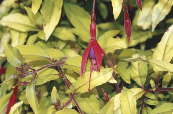 fuchsia 'Aurea'