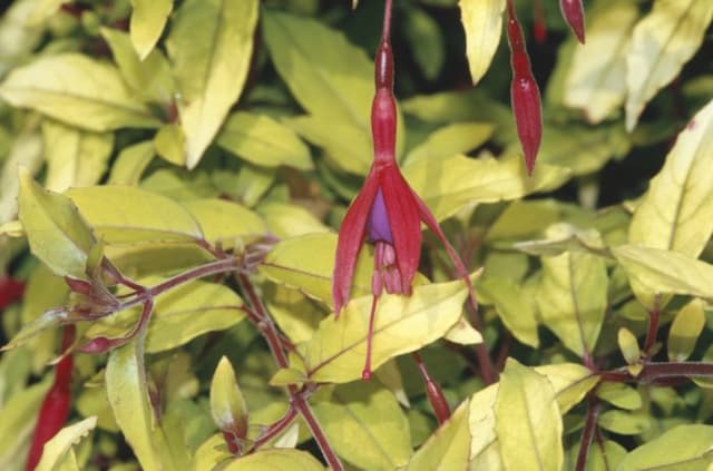 Fuchsia 'Aurea'