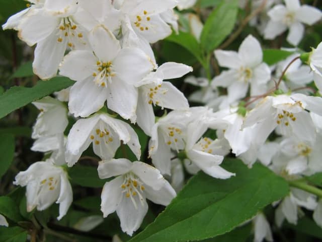 Japanese snow flower