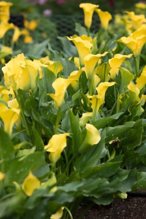 arum lily 'Captain Solo'