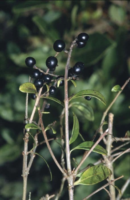 wild privet