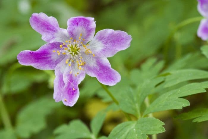 wood anemone 'Westwell Pink'