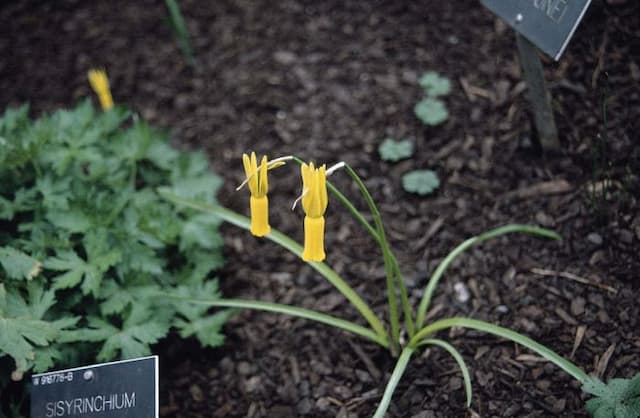 Cyclamen-flowered daffodil