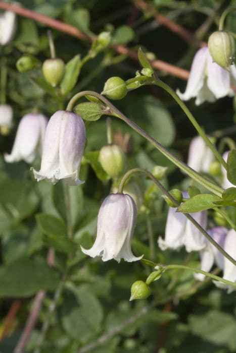 clematis 'Kaiu'