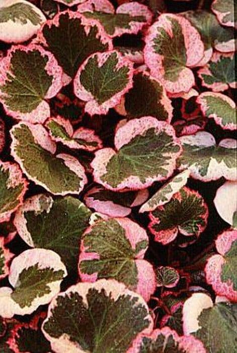 magic carpet saxifrage