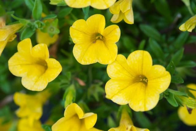 Calibrachoa [Cabaret Deep Yellow]