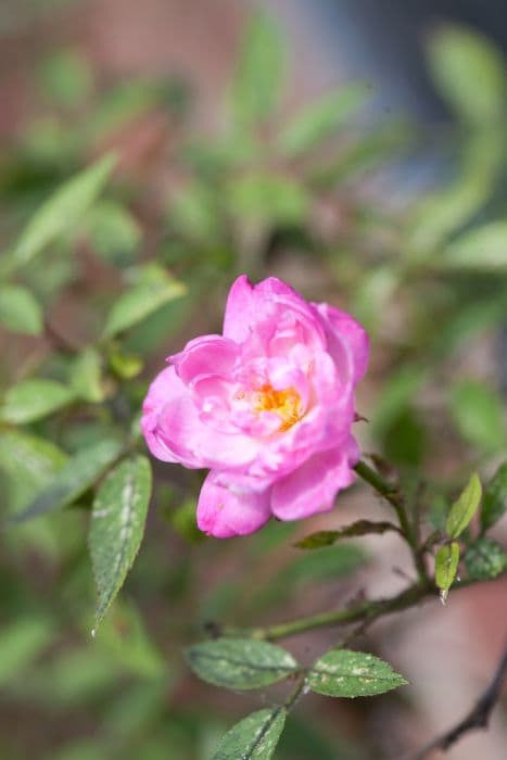 rose 'Climbing Pompon de Paris'