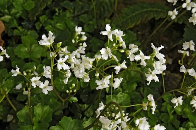 Three-leaved cuckoo flower