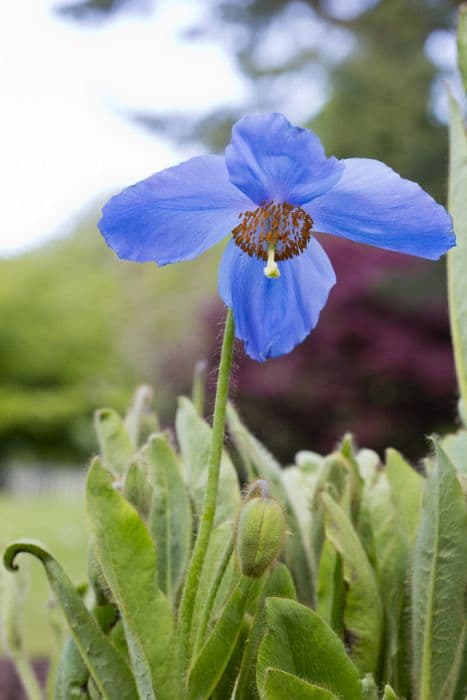 Himalayan blue poppy 'Mop-head'