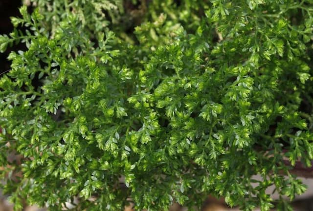 Kraus's clubmoss 'Brownii'