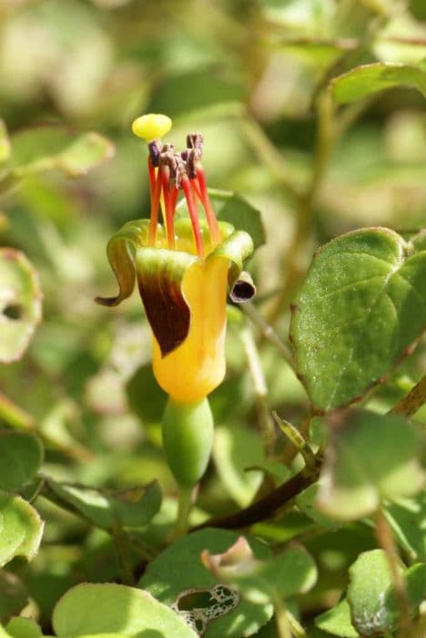 trailing fuchsia