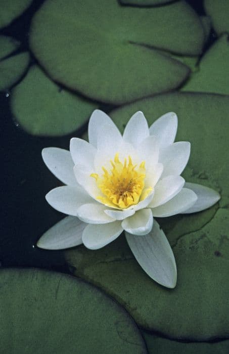 waterlily 'Marliacea Albidia'