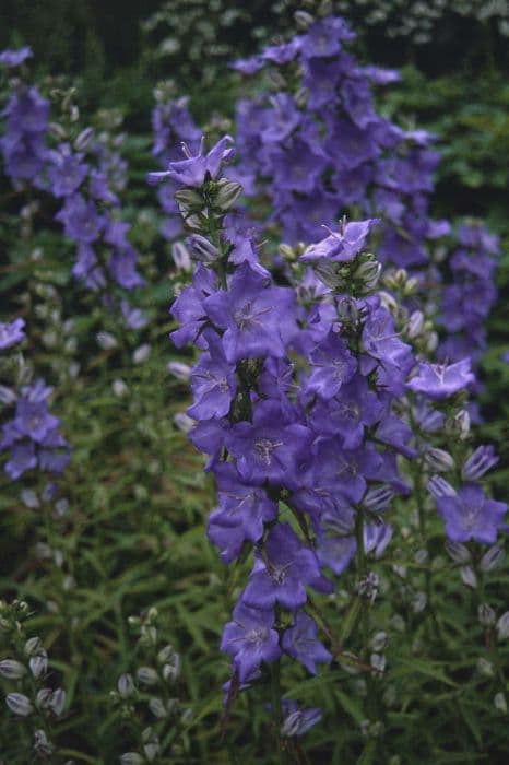 great bellflower 'Percy Piper'