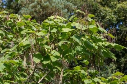 Chinese Catalpa