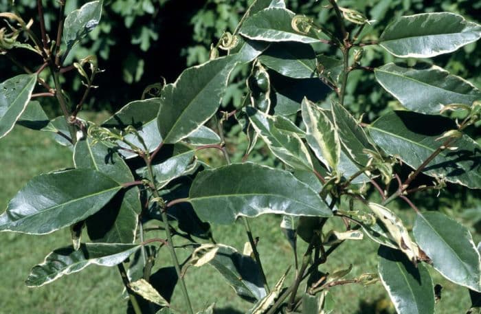 variegated Portugal laurel