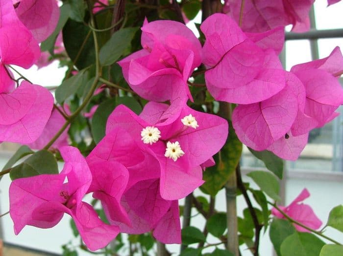 bougainvillea [Texas Dawn]