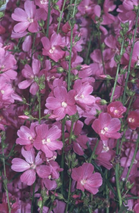 prairie mallow 'William Smith'