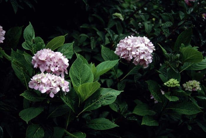 hydrangea 'Nigra'