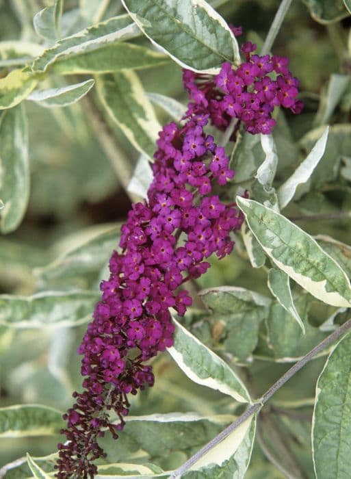 butterfly bush 'Harlequin'