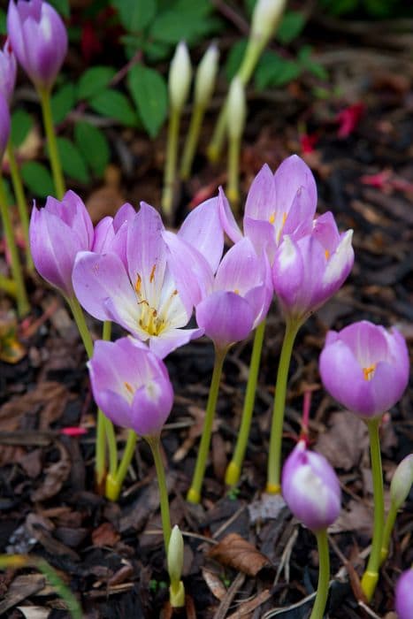 Meadow saffron 'Lilac Wonder'