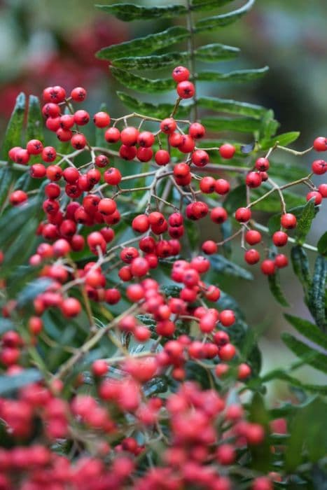 ladder leaf rowan