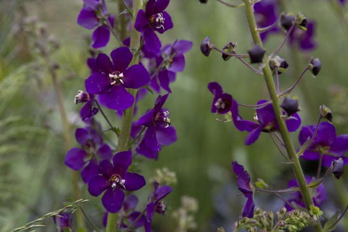 purple mullein 'Violetta'
