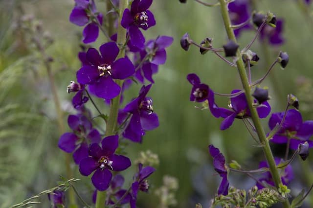 Purple mullein 'Violetta'