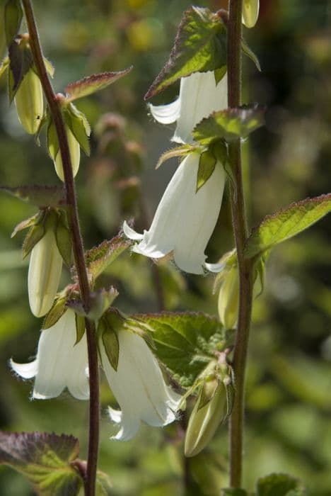 Makaschvili's bellflower