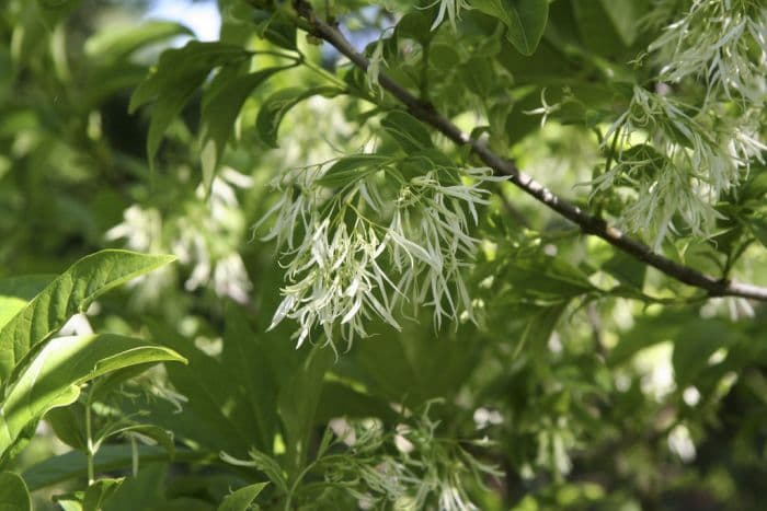 fringe tree