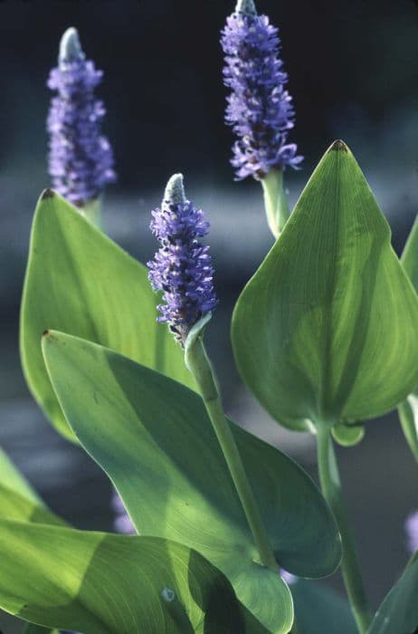 pickerel weed