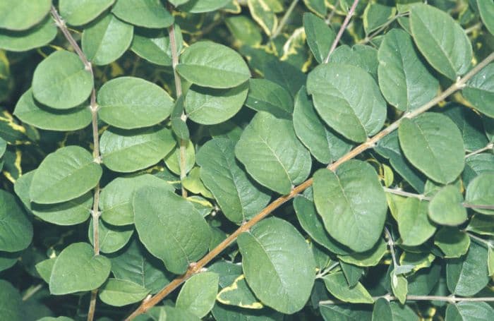 coralberry