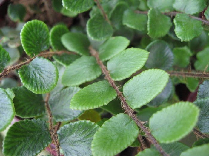 button fern