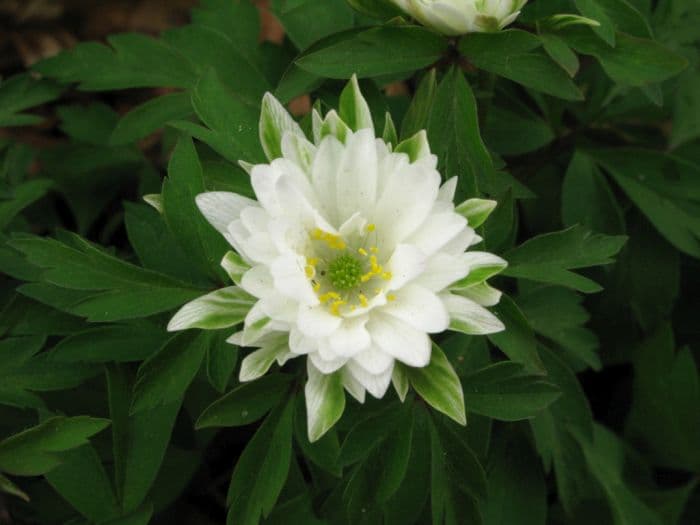 wood anemone 'Bracteata'