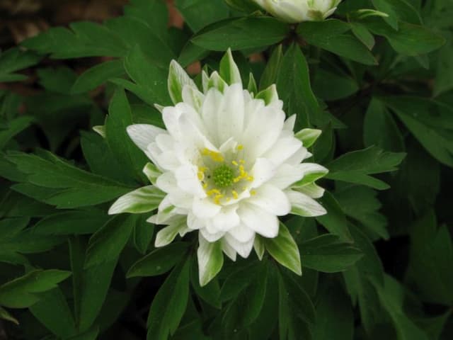 Wood anemone 'Bracteata'