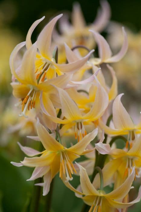 fawn lily 'Joanna'