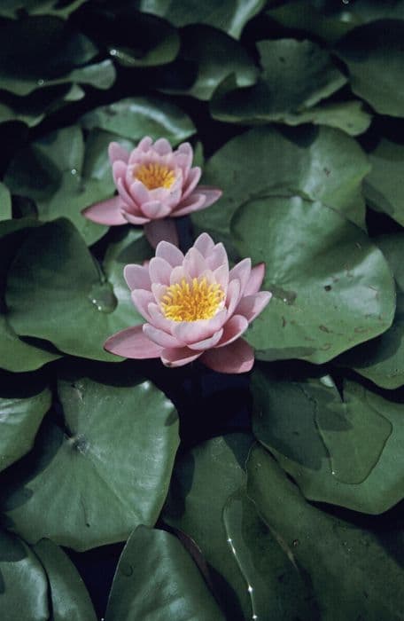 waterlily 'Marliacea Rosea'