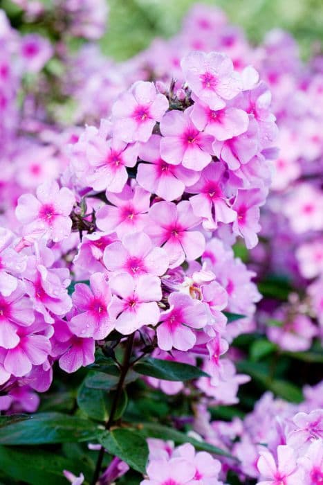 perennial phlox 'Eva Cullum'