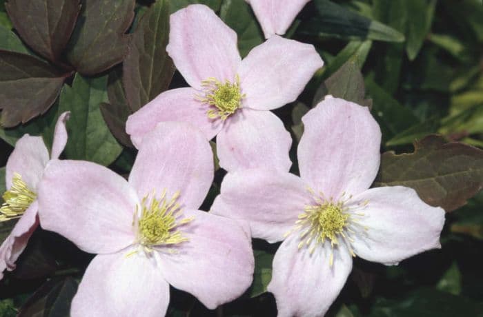 clematis 'Mayleen'