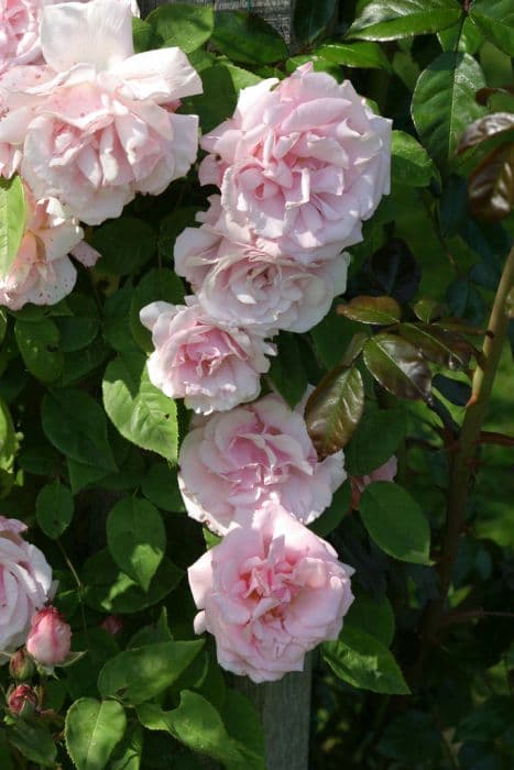 rose 'Kathleen Harrop'